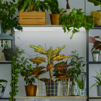 Лампа светодиодная полноспектральная Т8 с красными и белыми светодиодами для профессионального выращивания растений FITO-9W-Ra90-Т8-G13-NL ЭРА Б0042988